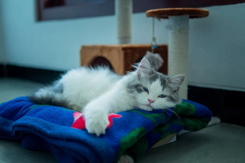Cat tower
