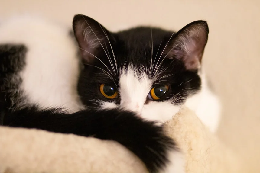Cat tower
