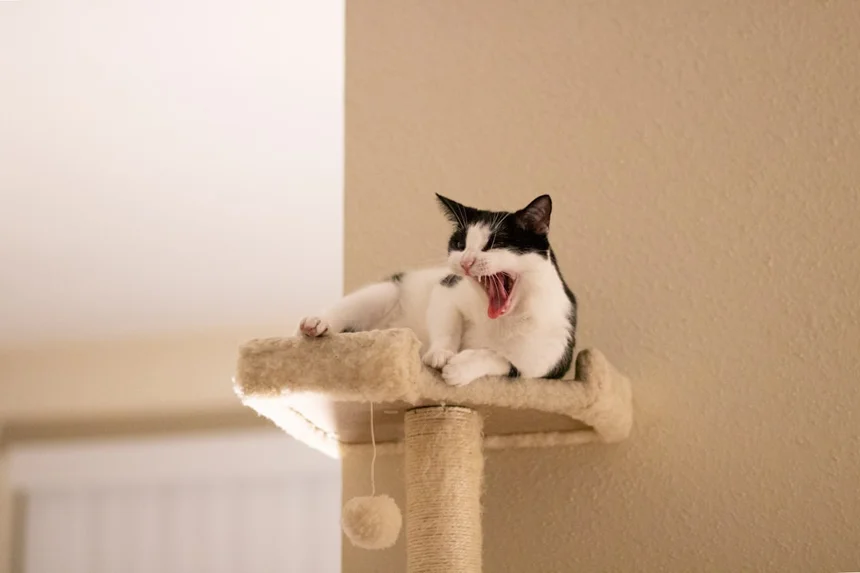 Cat tower