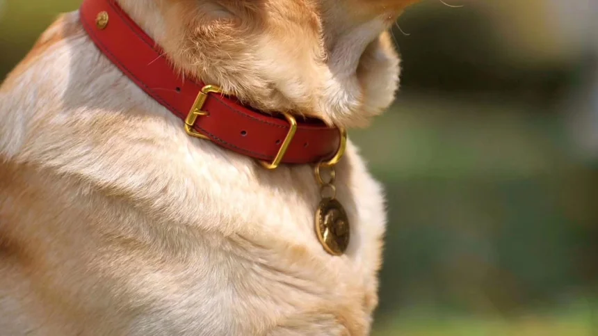 Dog Sling