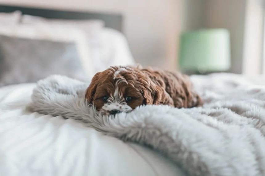 Dog bed