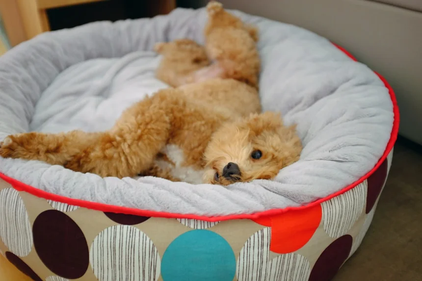 Dog bed