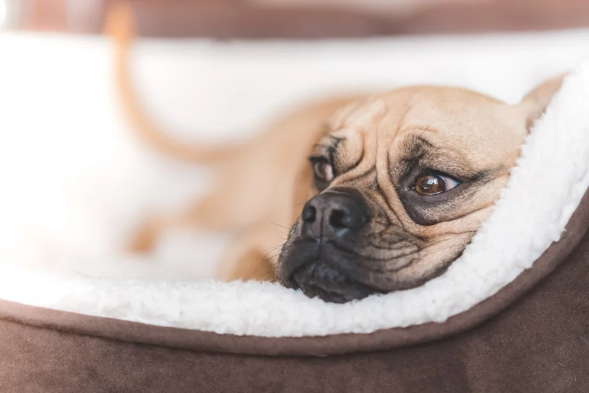 Dog bed