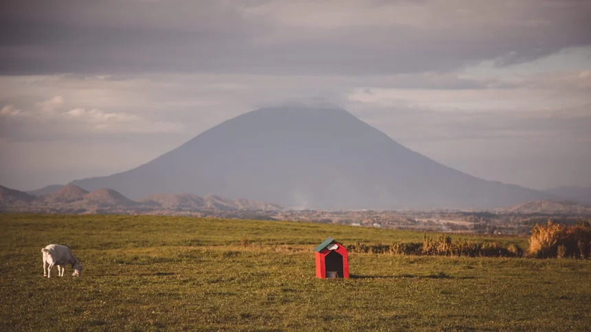 강아지집 선택 요령과 추천 베스트 5