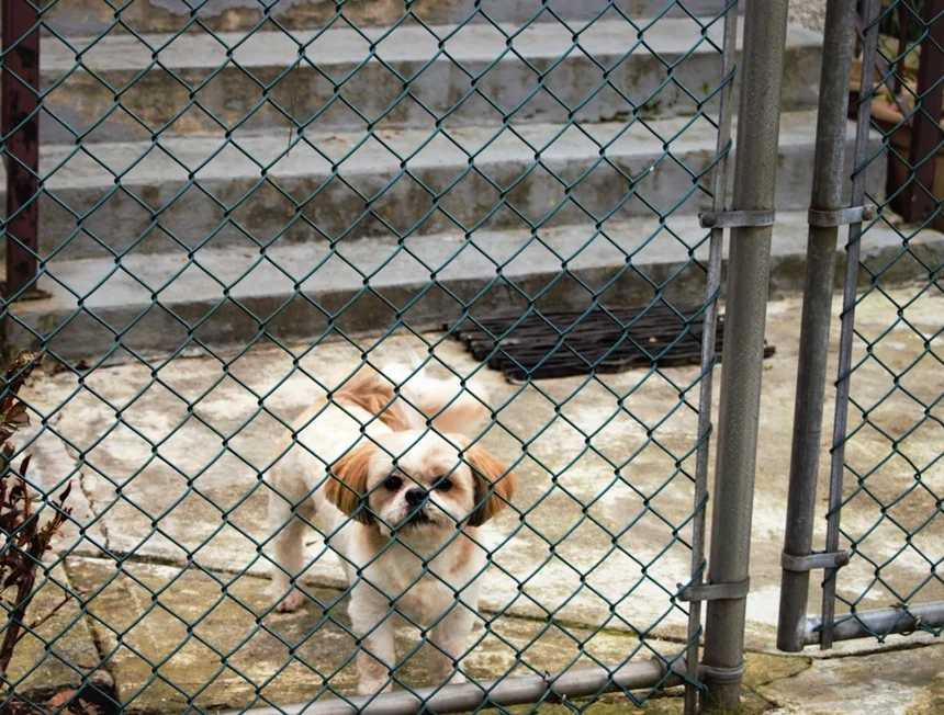 Doghouse