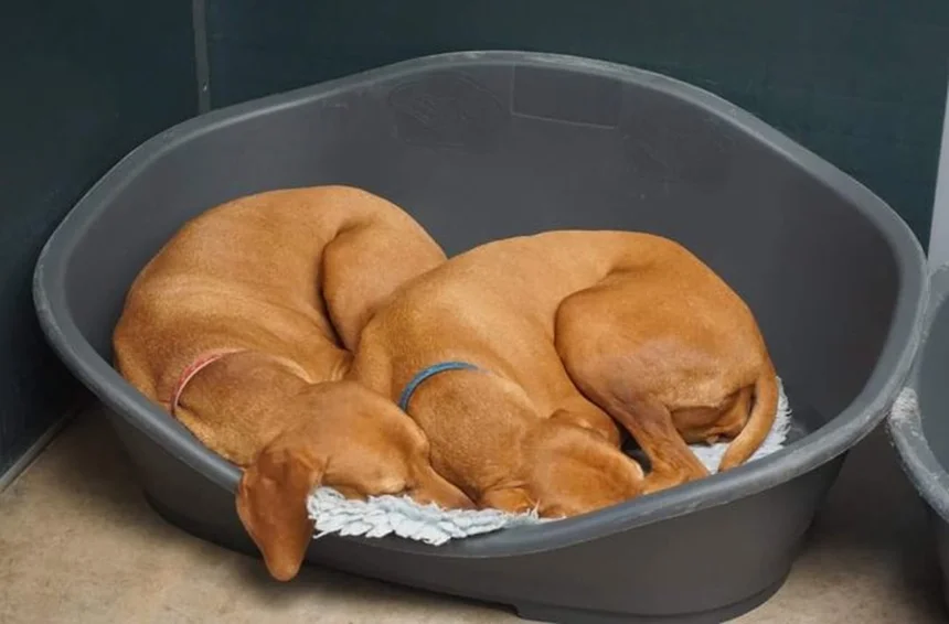 Doghouse