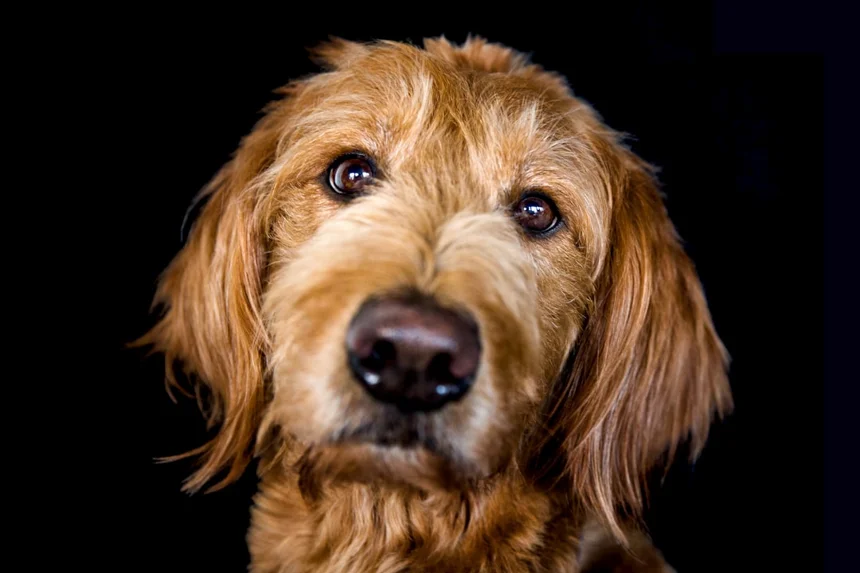 Dog Studio