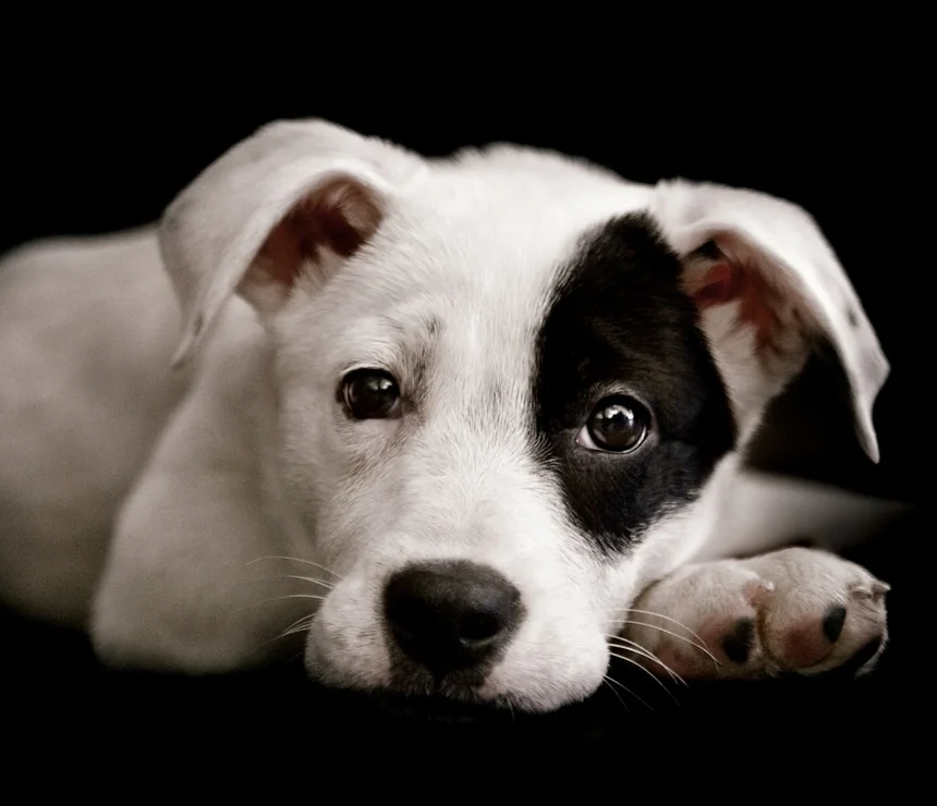 Dog Studio