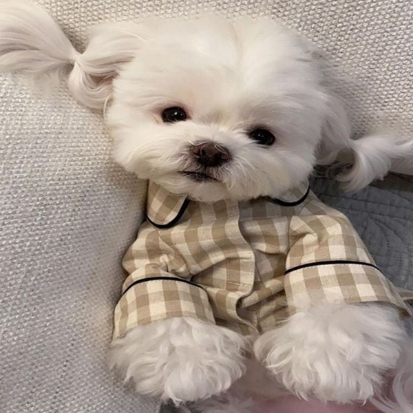 “귀여운 강아지 잠옷 롤업 강아지 체크 파자마 소형견 실내복” 솔직 리뷰 이거 진짜 강추
