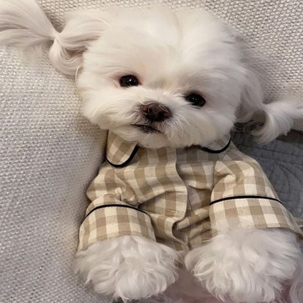 우리 반려동물을 위한 완벽한 선택 롤업 강아지 체크 잠옷 반려동물 강아지 파자마 소형견 가을