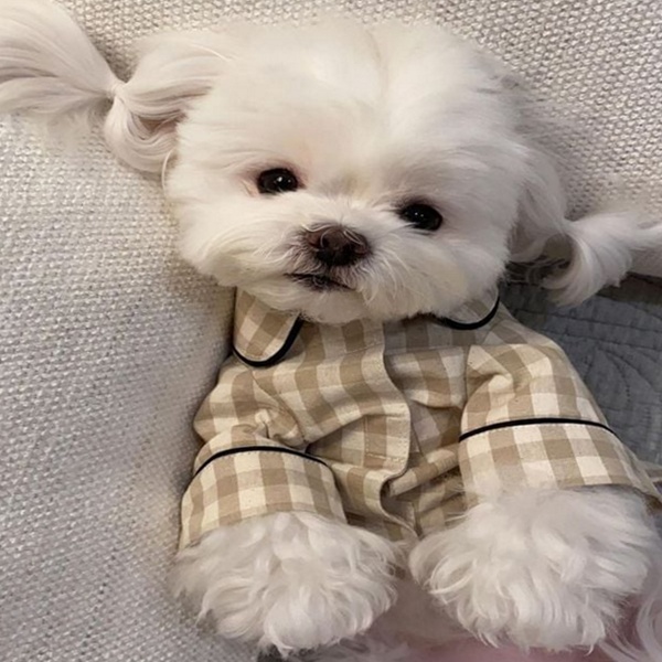 체크 강아지 잠옷 롤업 강아지 파자마 소형견 실내복, 엄마들이 왜 선택했는지 알아보세요